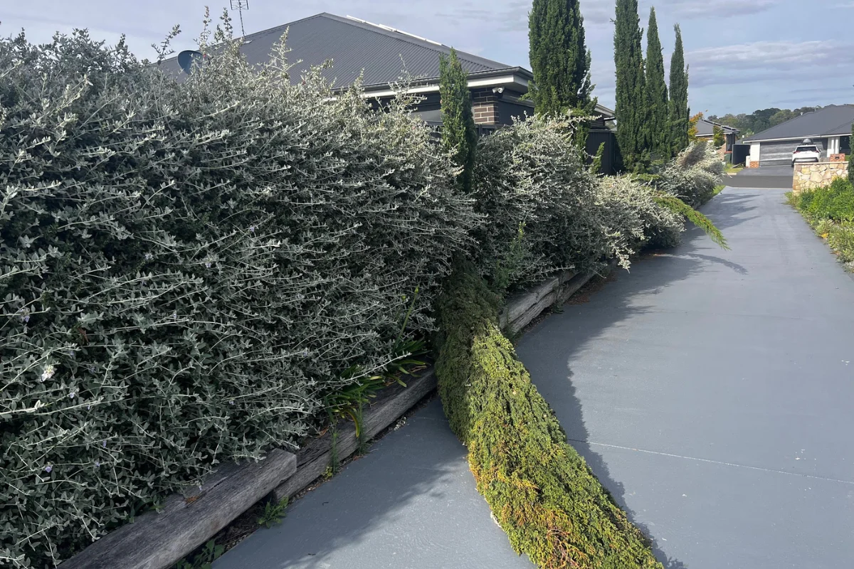 Fallen Leyland Cypress Tree