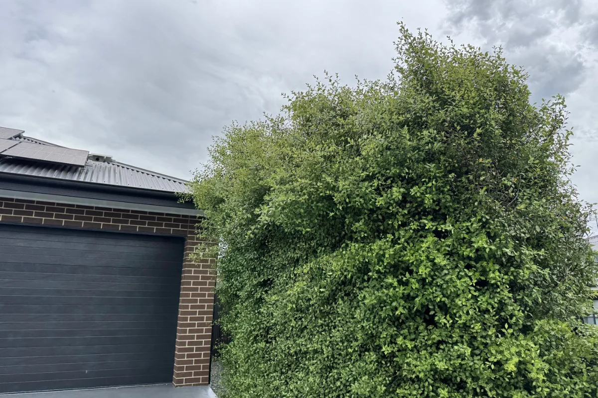 fine-leaf hedge